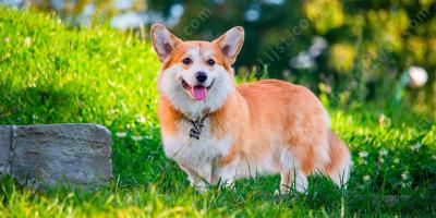 corgi films