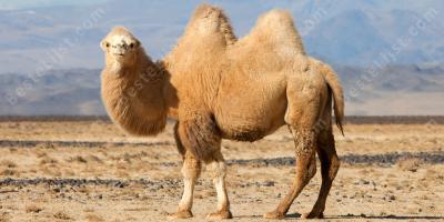 kameel films