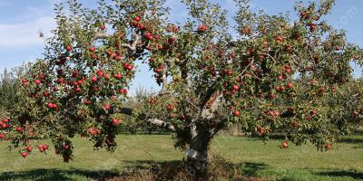 appelboom films