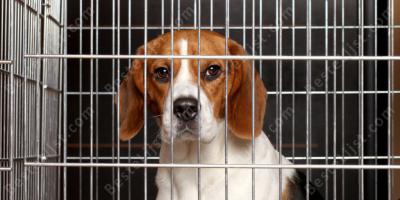 dieren kooi films