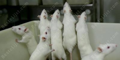 laboratorium rat films