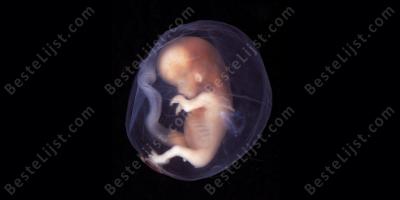 embryo films