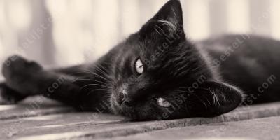 zwarte kat films