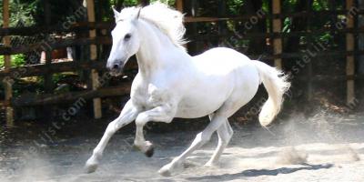 wit paard films