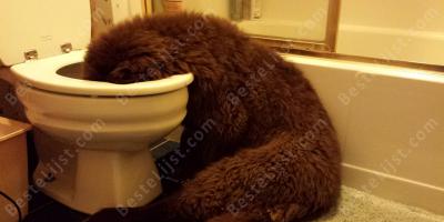hoofd in een toilet films