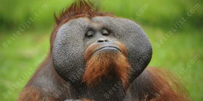 orangoetan films