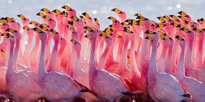flamingo films