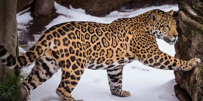 jaguar films