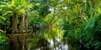 Amazone regenwoud films