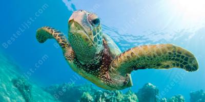 zeeschildpad films