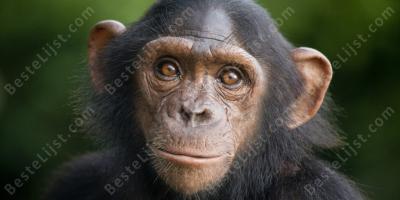 chimpansee films