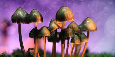magische paddenstoel films