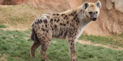 hyena films