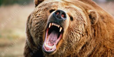 beer aanval films