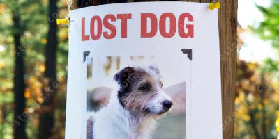 verloren hond films