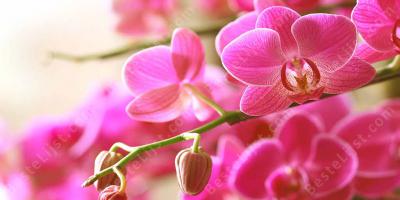 orchidee films